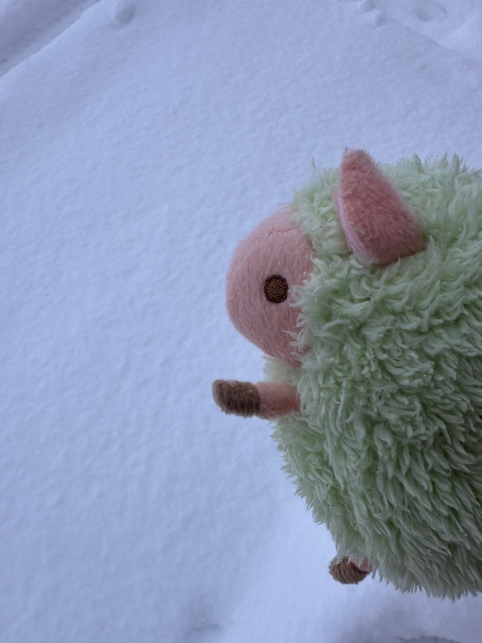 めーくん初めての雪です⛄❄