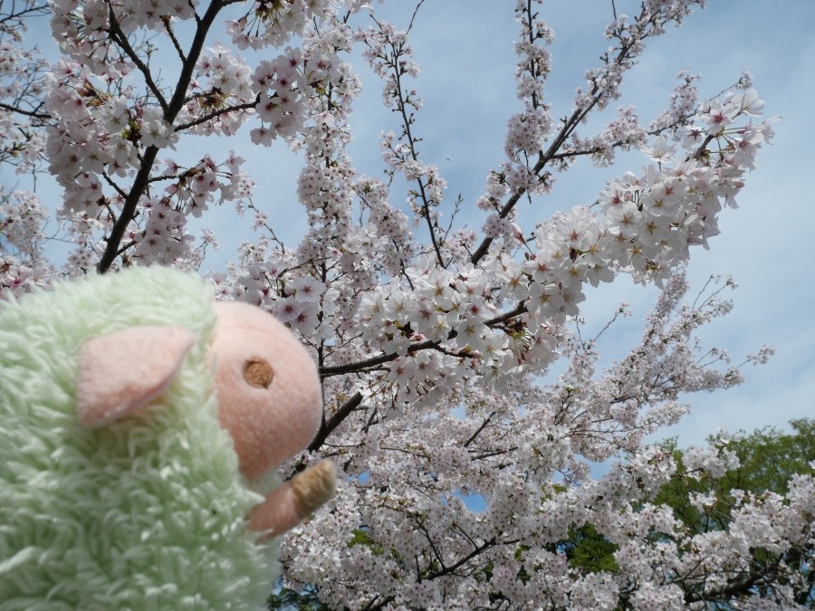 めーくんとお花見🌸